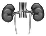Chronic Kidney Disease Chronic Kidney Disease (CKD) Educational Objectives Outline Demographics Propose Strategies to slow progression and improve outcomes Plan for treatment of CKD Chronic Kidney
