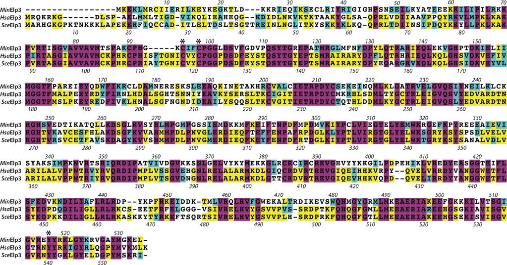 Supplementary Figure 5 Conservation of Elp3 from eukaryota to archaea. Amino acid sequences of Elp3 from M. infernus (MinElp3), human (HsaElp3), and S. cerevisiae (SceElp3) were aligned.