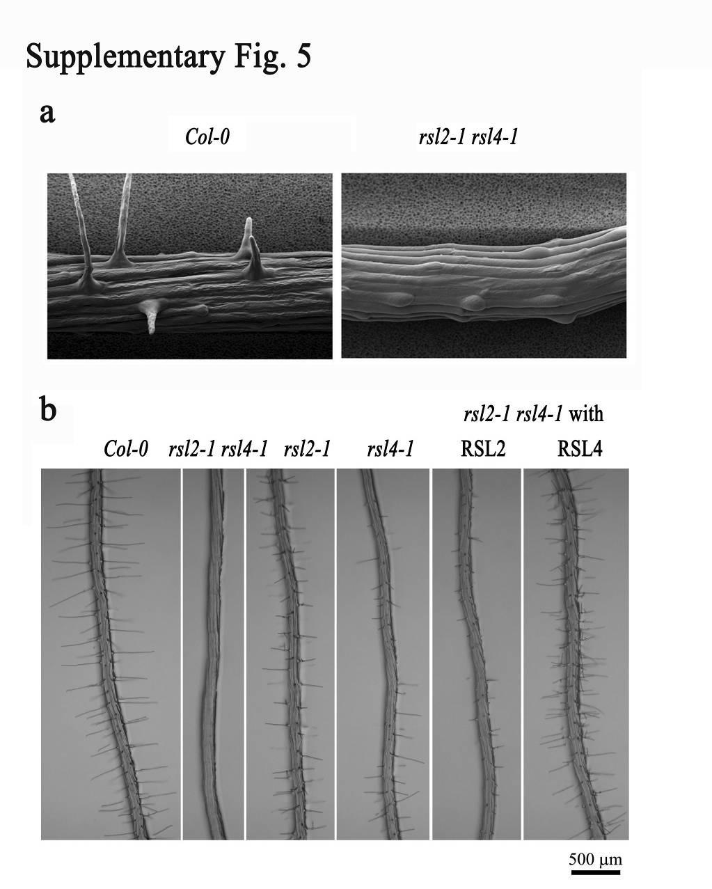 Supplementary Fig. 7 Supplementary Fig. 7: RSL2 and RSL4 regulate root hair development.