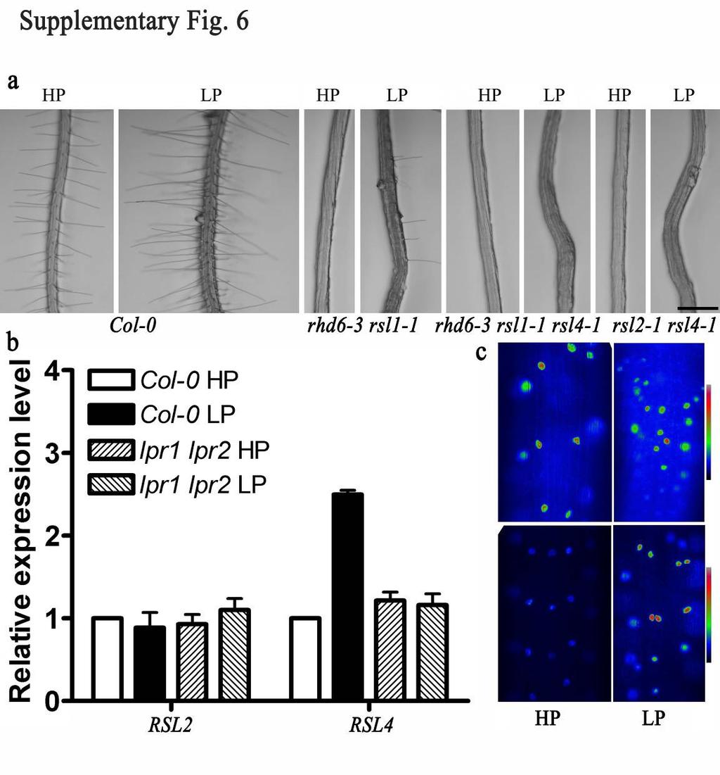 Supplementary Fig. 8 Supplementary Fig. 8: Low phosphate stress modulates RSL4 to control hair cell growth.