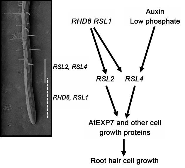 Supplementary Fig. 10 Supplementary Fig. 10 A working model showing that RSL4 integrates the internal and external signals to regulate root hair cell growth.