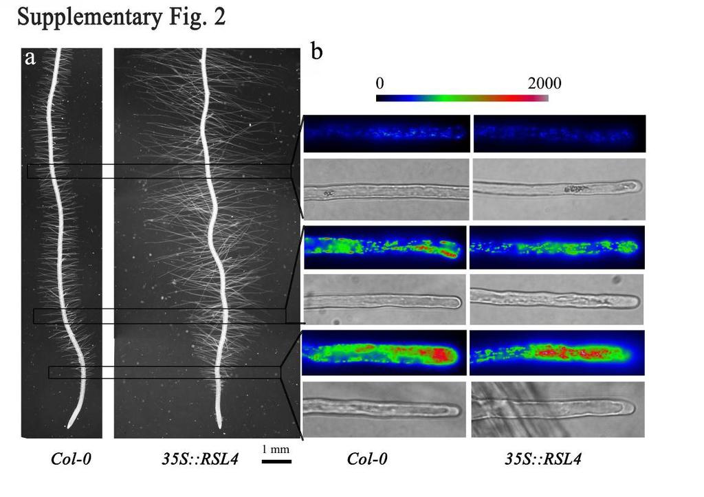 Supplementary Fig. 3 Supplementary Fig. 3: Constitutive of RSL4 results in constitutive growth until root hair cells undergo programmed cell death.