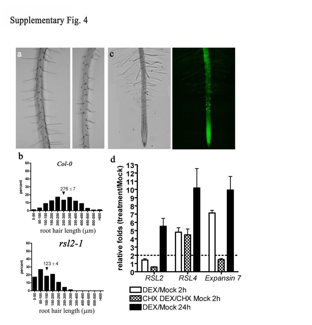 Supplementary Fig. 6 Supplementary Fig. 6: RSL2 regulates root hair tip growth. (a) Root hair morphology of Col-0 (the left panel) and rsl2-1 (the right panel).