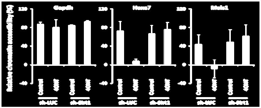 sh-suv39h1 (clone C2; lue) transduced MLL- AF9 leukemic cells cultured in DMSO or 1 um EPZ4777 for 6 days.