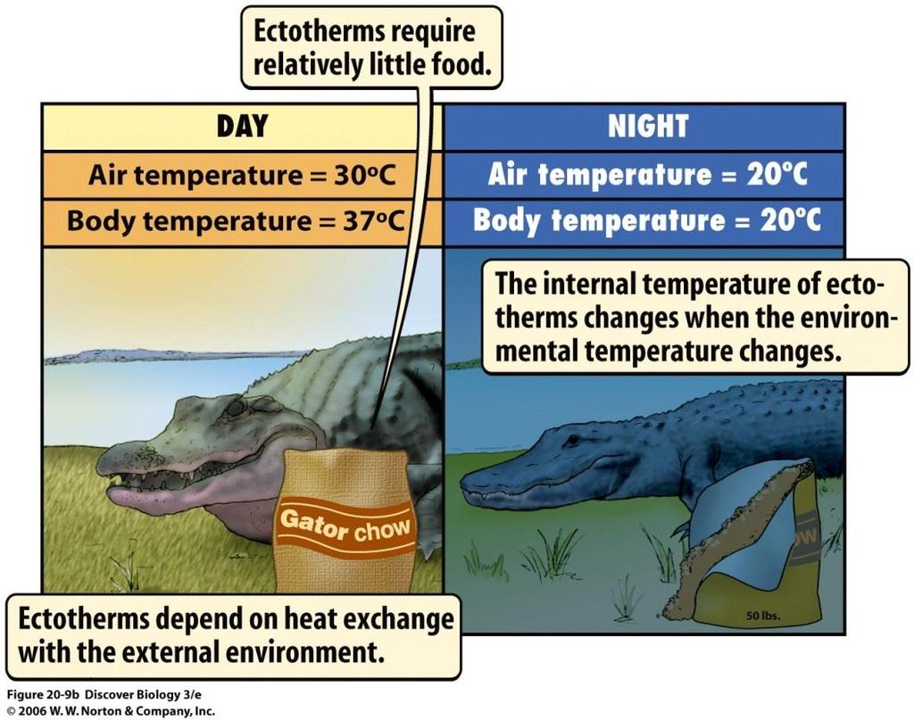 Control of body temperature Ectotherm unable to regulate body temperature by physiological means invertebrates, fish,