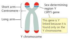 A gene on the Y chromosome causes embryonic gonads to develop