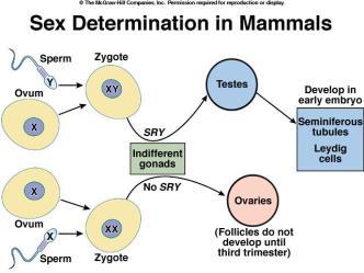Codes for testes determining factor (TDF) TDF binds to DNA,