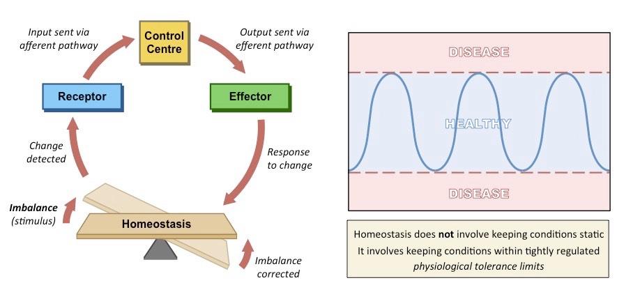 Homeostasis Homeostasis is a steady, yet dynamic state An organism will attempt to maintain a steady state