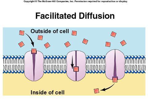 FACILITATED DIFFUSION Facilitated diffusion: diffusion of specific particles through transport proteins found in the membrane a.