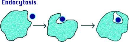 ACTIVE TRANSPORT Endocytosis: taking bulky material into a cell Uses energy Cell membrane in-folds