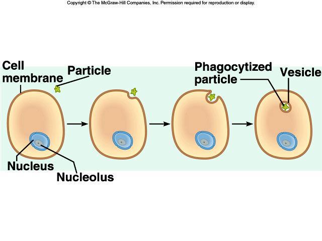 ACTIVE TRANSPORT PHAGOCYTOSIS CELL EATING EXTENSIONS OF THE