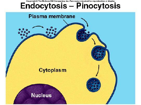PINOCYTOSIS CELL DRINKING TAKING UP OF LIQUID IN THE SURROUNDING