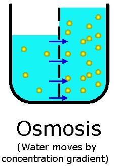 OSMOSIS