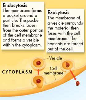 Exocytosis Exocytosis: the release of large amounts of material from the cell During exocytosis, the