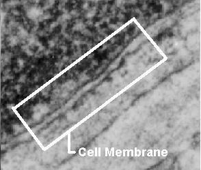 About Cell Membranes 1.All cells have a cell membrane 2.Functions: a.