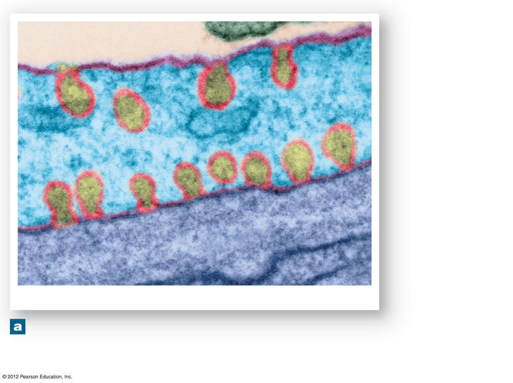 Bloodstream Plasma membrane Cytoplasm Pinosome formation Surrounding