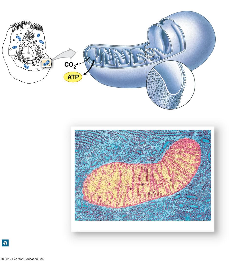 Inner membrane Outer membrane