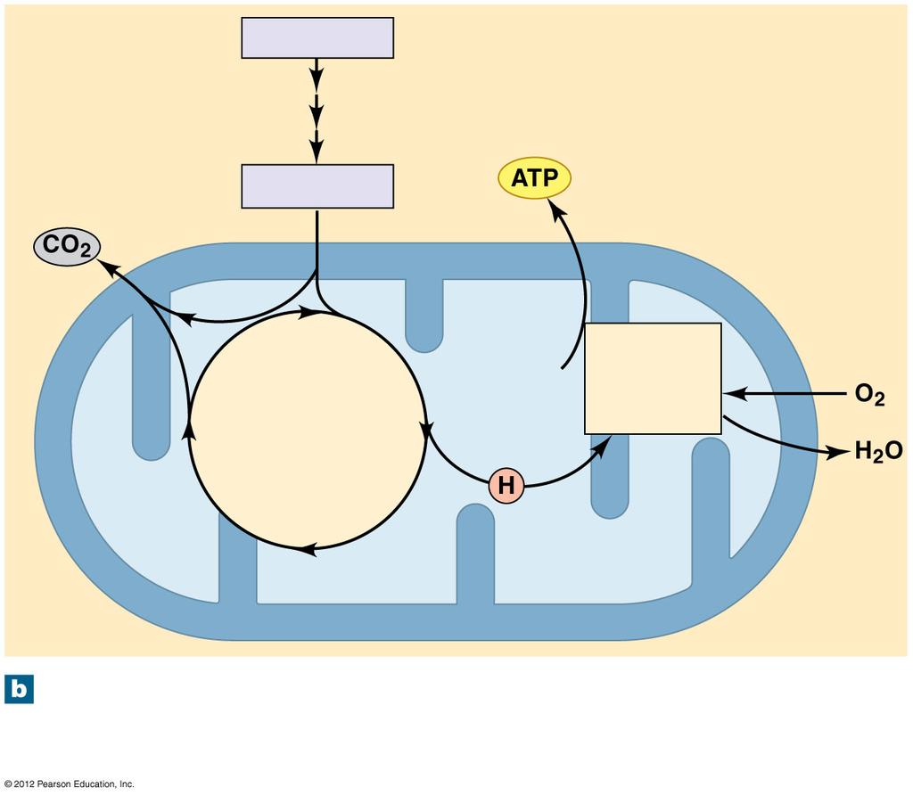 CYTOPLASM Glucose Glycolysis Anaerobic Pyruvate Citric Acid Cycle ETC