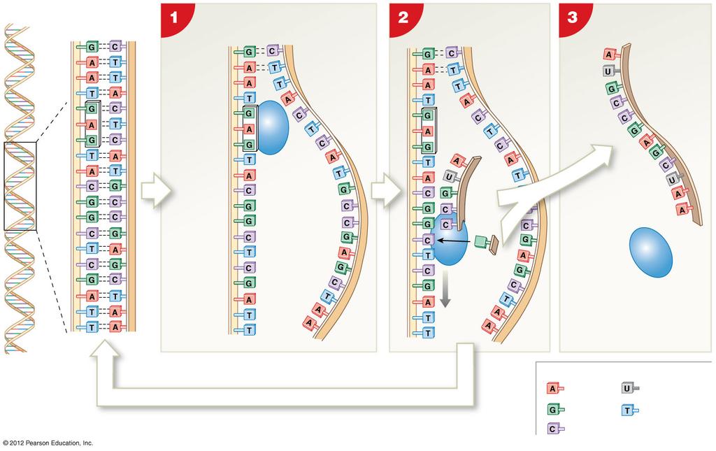 DNA Template strand Coding strand RNA polymerase Codon 1 mrna strand Promoter Codon 2 Gene Triplet 1 Triplet 2 Triplet 3 1