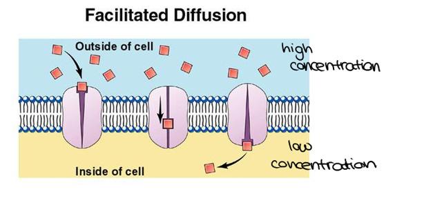 Facilitated Diffusion Polar molecules will not readily diffuse through the non-polar interior of the lipid bilayer.