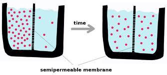 Over time molecules will move across the membrane until the concentration of