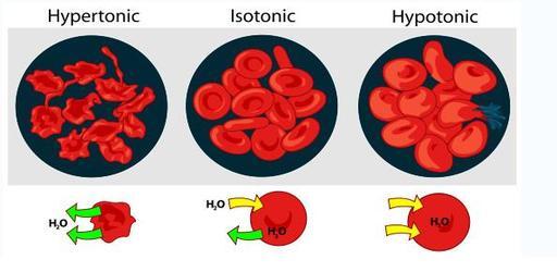 Cytoplasm is a solution of water and solids (solutes dissolved in the water). Water moves into and out of cells because of the different concentrations of the solutes.