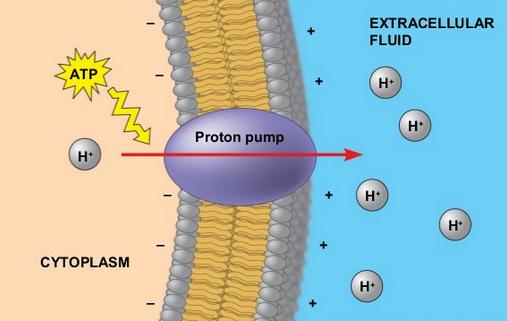 Cell Membrane Pumps Carrier proteins not only assist in passive transport, as in facilitated diffusion, but they can also
