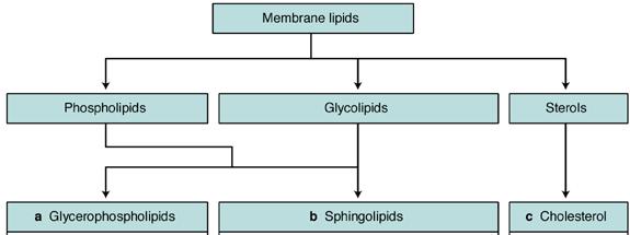 Membrane Lipids and Function A primary role of lipids is in the formation of the permeability barrier of cells and subcellular organelles in the form of a lipid bilayer.