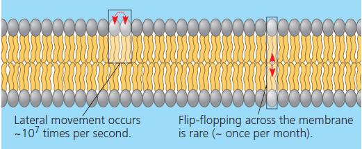 Membrane Fluidity Membranes are not static sheets of molecules locked rigidly in place.