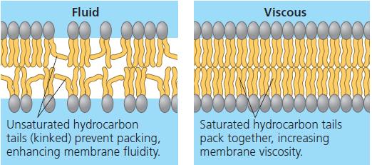 A membrane remains fluid as temperature decreases until finally the phospholipids settle into a closely packed