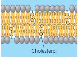 Cholesterol is wedged between phospholipid molecules in the plasma membranes of animal cells.