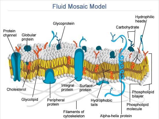 The Fluid Mosaic Model