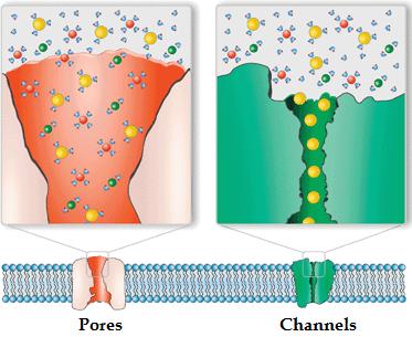 Types of Membrane Translocation Systems Channels are selective for specific inorganic cations and