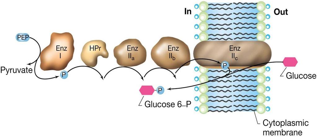 Another group translocation mechanism is used for the uptake of sugars in bacteria.
