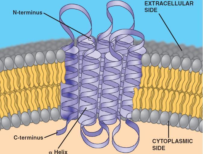 Transmembrane proteins Positioning of the