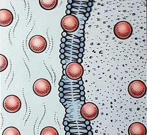 Diffusion and the Cell Membrane http://www.youtube.com/watch?v=gxjmbgyt_hk The movement of molecules from a region of higher concentration to a region of lower concentration is called diffusion.