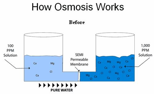 Osmosis: The Diffusion of Water http://www.youtube.com/watch?