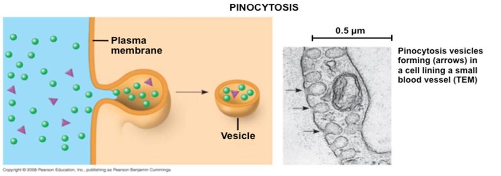 There are three types of endocytosis used by cells depending on what it is engulfing