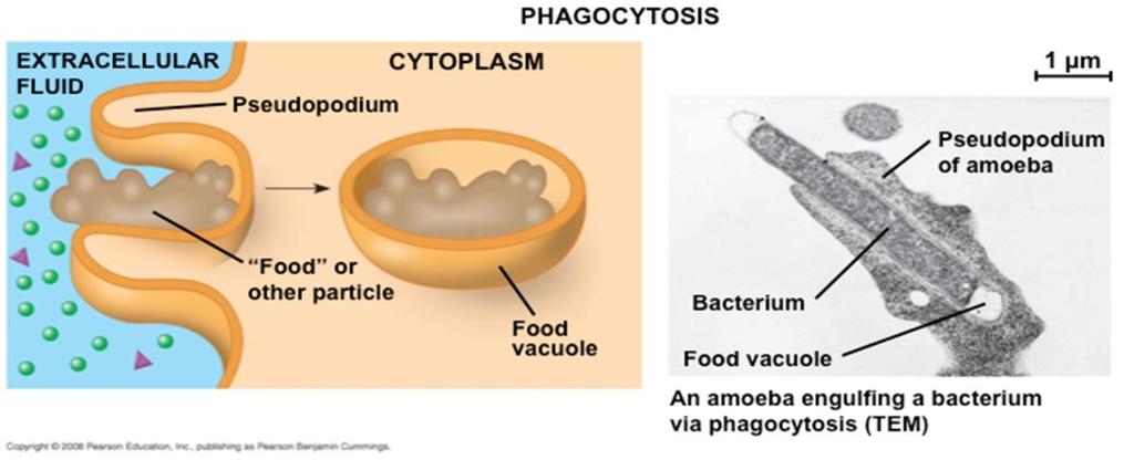 2. Phagocytosis Cell eating Engulfs extracellular fluid containing bits of matter or