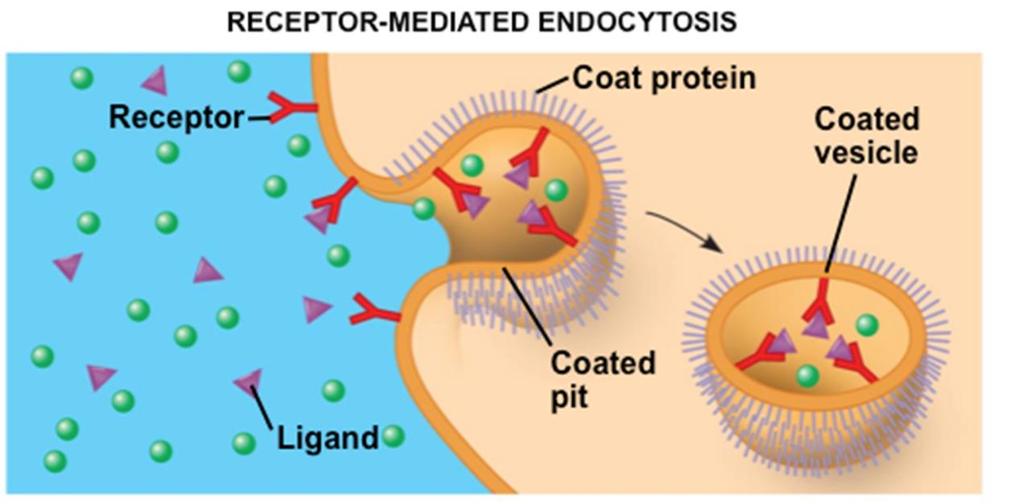 3. Receptor-assisted endocytosis Involves intake of specific molecules that attach to special proteins on