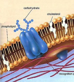 Cholesterol in the Membrane Allows the animal cell membrane to exist in a wide variety of temperatures Warmer temperatures Maintains rigidity of the bilayer holds it together preventing it