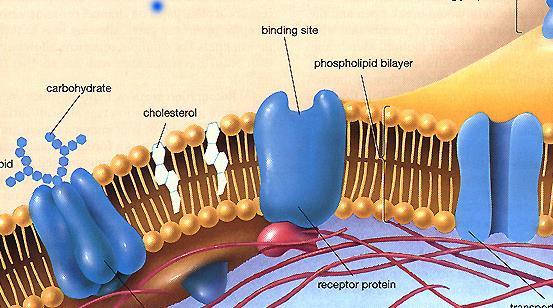 Membrane Proteins Have a variety of functions, and cells may have several types on their membrane