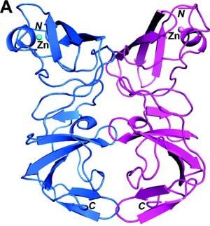 phosphoprotein essential component of the HCV-RNA replication complex 2,3 Daclatasvir Ledipasvir ABT-267