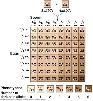 This figure provides a somewhat more accurate representation of the Punnett square for inheritance of skin color.