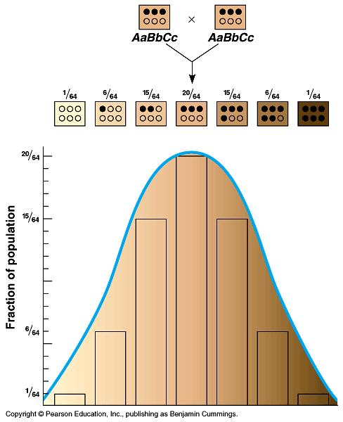 the alleles. Fraction of offspring (https://www.quora.com/how-is-skin-color-determined-in-babies and https://qph.ec.quoracdn.