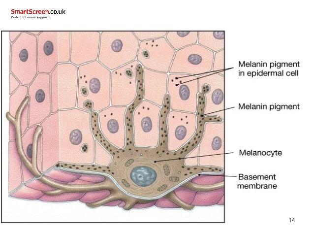 Melanin is produced in melanosomes inside melanocytes and transported into the epidermal cells in the outer layer of the skin.