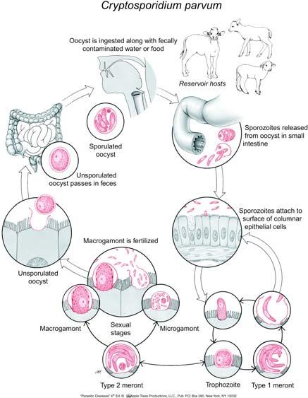 Histologic section of small