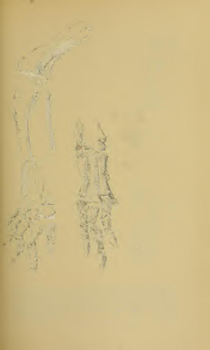 Fig. 3 Fig. 4 FlG - 5 Fig. 3. Left fore limb of Thescelosaurus neglectus. Type. Cat. No. 7757 U. S. N. M.