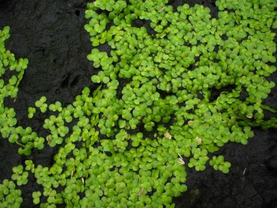 Goal and objectives of research Analysis of safety aspects for human consumption and the nutritional value of duckweed for human food 1.