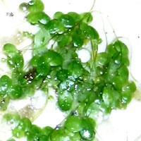 Nutritional components in duckweed Other components: Proteins (35-45%); carbohydrates (15%); fibers (15%); fat (5%) Vitamins: A, B1, B2, B5, B6, C, E Beta-carotenoids